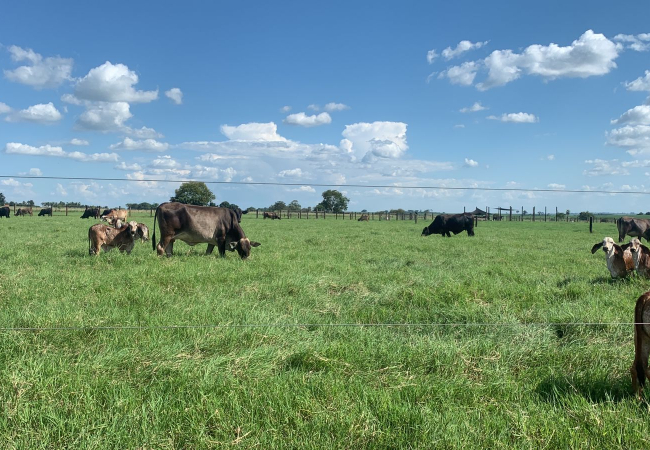 Boiada em pasto tifton com irrigação subterrânea. Foto: Divulgação