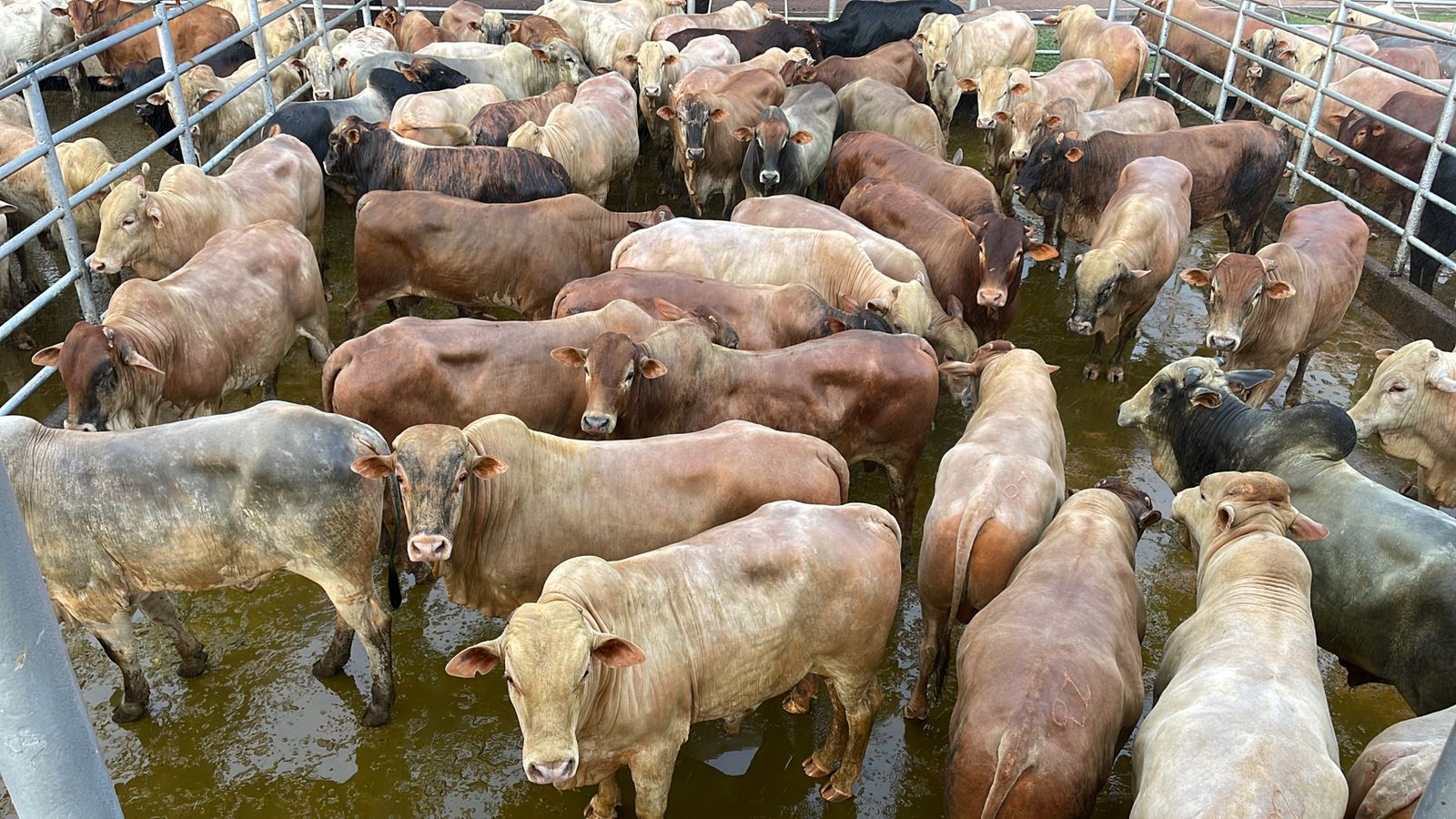 Boiada meio-sangue Caracu alcança quase 23@ de média com suplementação a pasto Boiada meio-sangue Caracu alcança quase 23@ de média com suplementação a pasto
