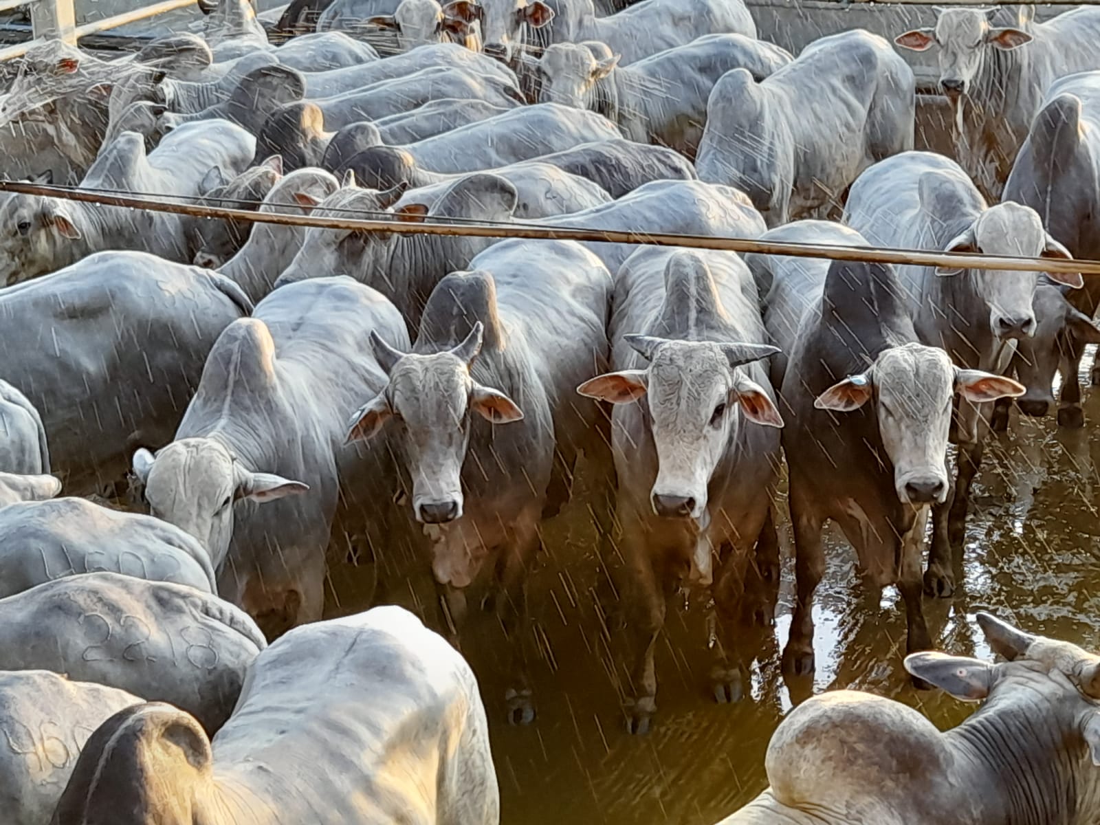 Lote de bois suplementados a pasto. Foto: Divulgação
