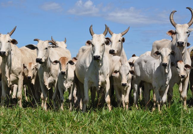 Zebu: 12 questões que você precisa saber sobre as raças