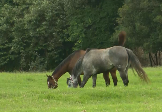 Cavalos comendo pasto. Foto: Divulgação