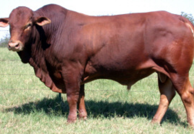 Saiba por que cruza entre Limousin e Brahman é boa para o abate