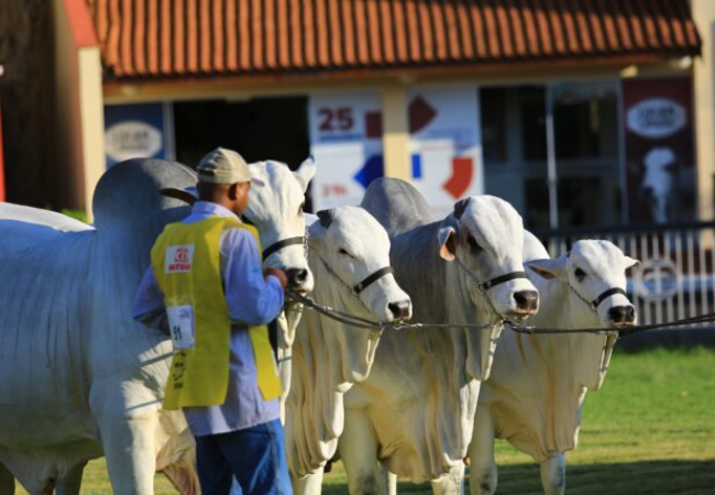Expozebu 2023: as inscrições de animais já estão abertas