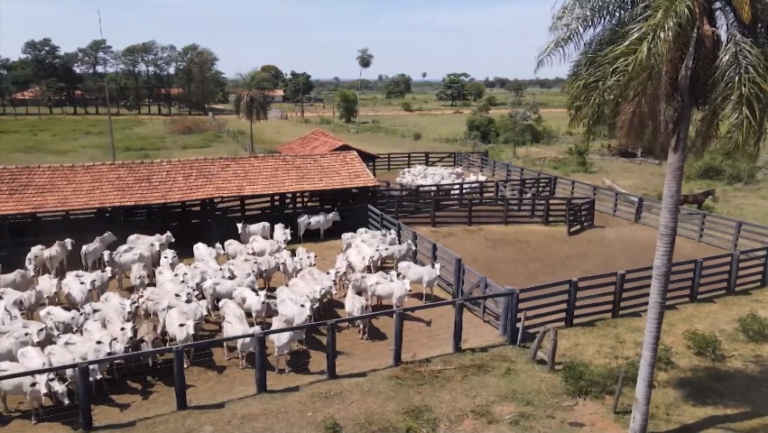 fazenda de pecuária taquarussu-ms repórter nissan