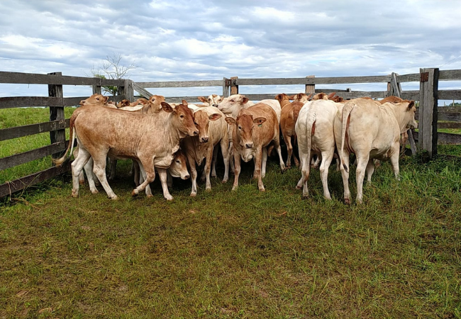 Qual a melhor raça de touro para cruzar com vacas meio-sangue Nelore e Senepol?