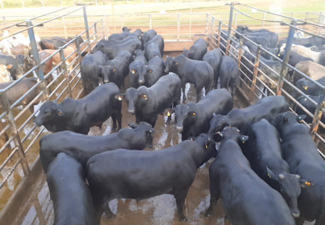 Lote de bois de até 20 meses chega a 25@ em MG 