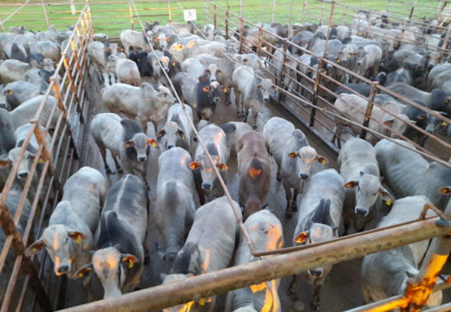 Lote supera as 23 arrobas e recebe uma das maiores classificações por qualidade