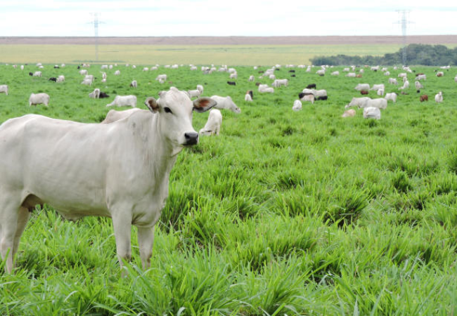 Salvação de solo é com pasto bem manejado. Saiba o porquê disso