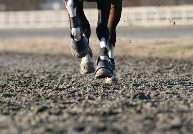 Especialista dá dicas de cuidado com os cascos dos cavalos