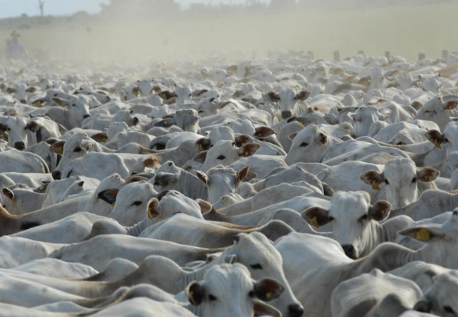 Perdão a 30 milhões de vacas vazias traz grandes prejuízos à pecuária brasileira