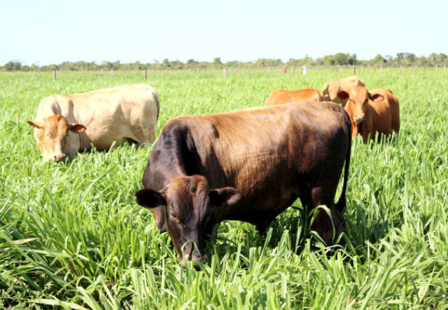 Você tem uma área de pasto piloto? Saiba por que ela muda o desempenho do gado