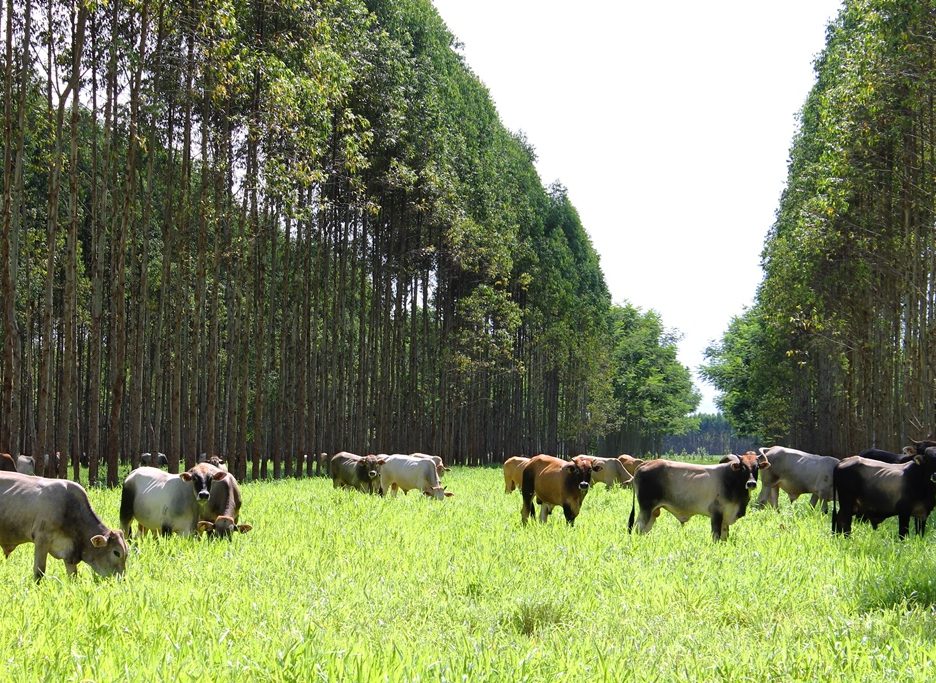 sustentabilidade gases efeito estufa parceria bndes mapa