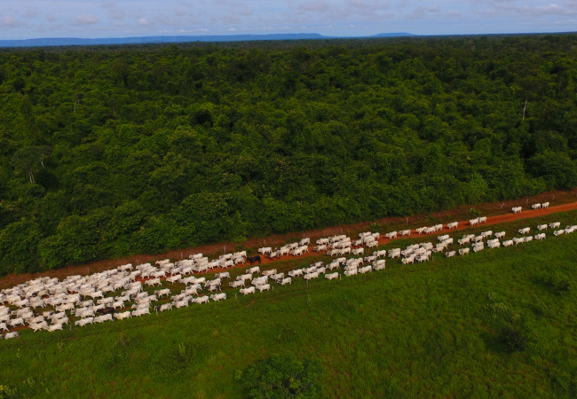 Saiba como converter multas ambientais em serviços ao meio ambiente