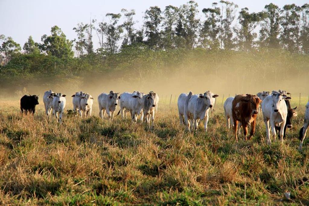 pecuária sustentável escritórios verdes