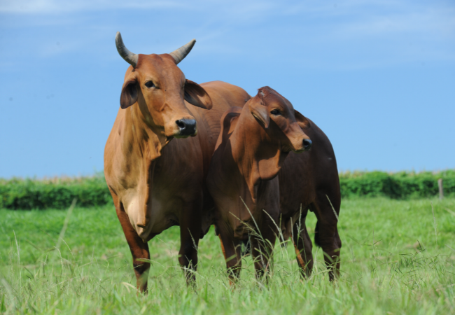 Vaca e bezerro da raça sindi
