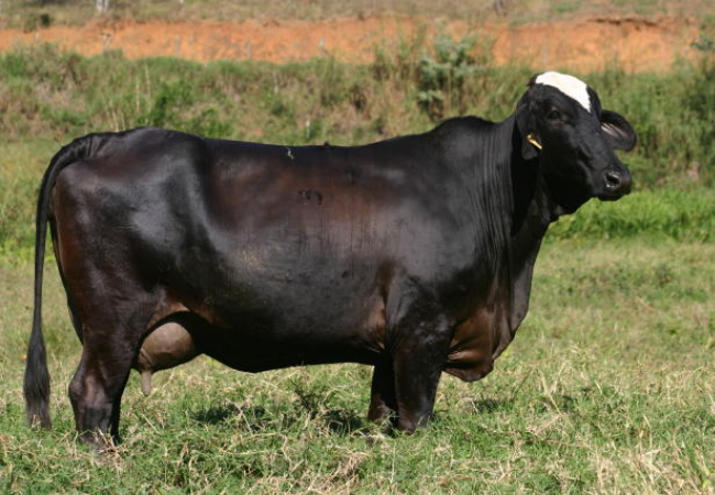 Qual a melhor raça bovina de leite e o suplemento ideal para o Nordeste?