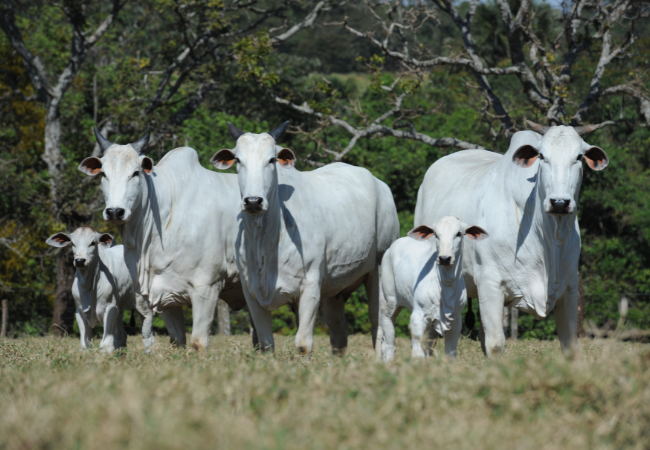 Vaca mal nutrida pare bezerro que rende 1,5@ a menos na hora do abate