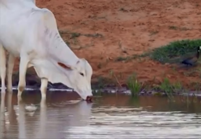 Bovino bebendo água de açude. Foto: Divulgação