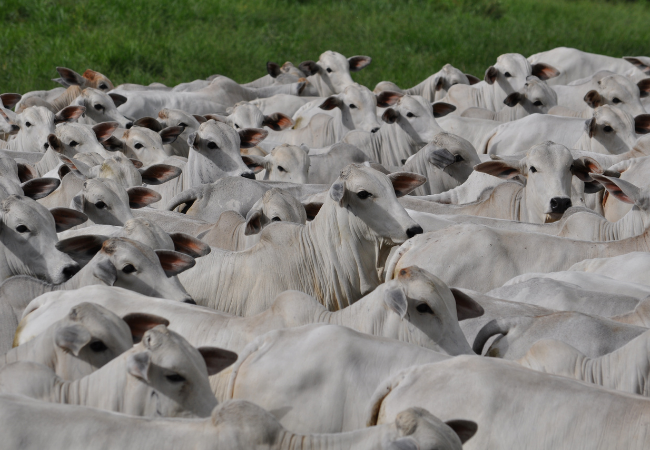 Lote de bovinos castrados. Foto: Divulgação Lote de bovinos castrados. Foto: Divulgação