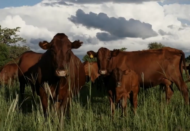 Que touro usar em vacas F1 Bonsmara e Nelore? Que touro usar em vacas F1 Bonsmara e Nelore?