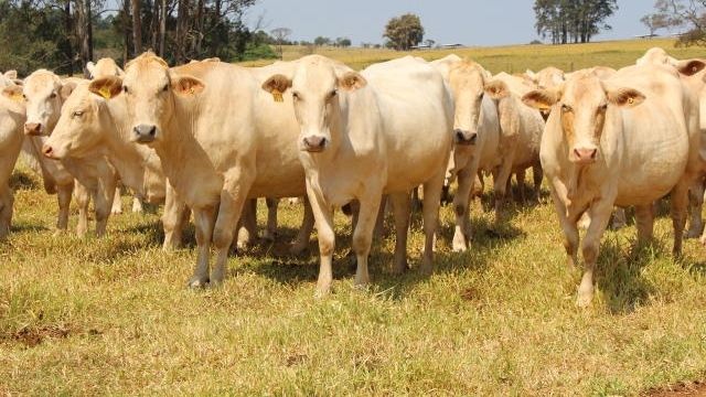 Vaca Canchim ou Charolês: qual é a melhor para ser cruzada com touro Senepol?
