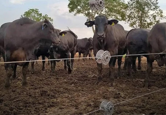O engenheiro agrônomo Wagner Pires, embaixador de conteúdos do Giro do Boi, estreia novo quadro do Giro do Boi sobre tecnologias para a área de pastagem. Assista ao vídeo