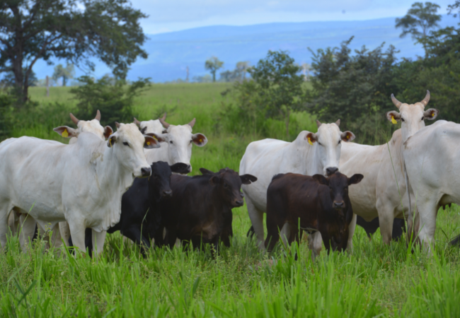 Red Angus, Senepol ou Simental: qual touro vai bem com o Nelore?