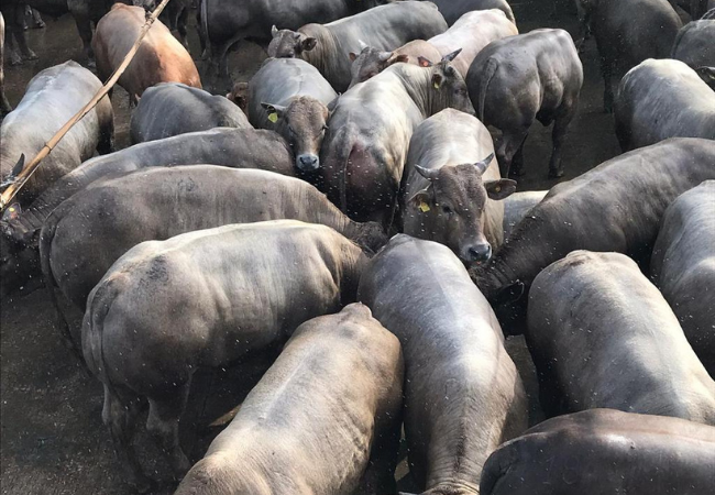 Pecuarista surpreende com novilhos pesados aos 15 meses em MT 