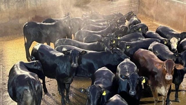 Bezerras conquistam bônus de R$ 420 por cabeça em MT