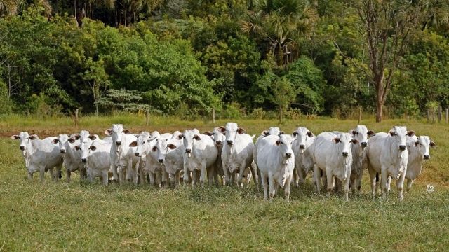 Novilhos nelore a pasto em Mato Grosso do Sul. Foto: Divulgação