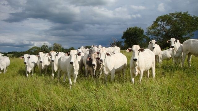 Boi gordo abatido mais cedo está entre os passos de uma fazenda mais sustentável
