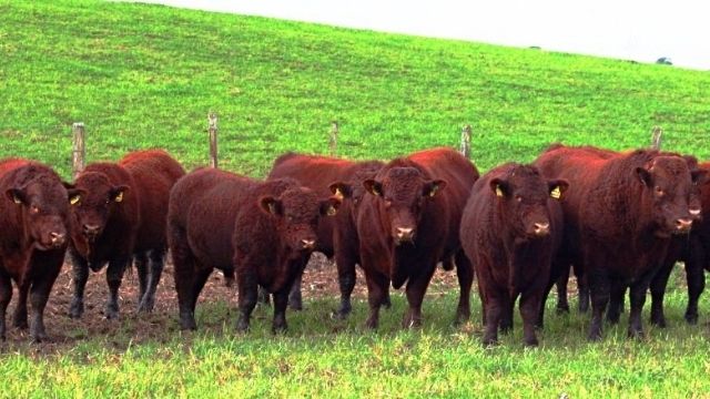 Quem leva a melhor: touro alemão ou britânico?