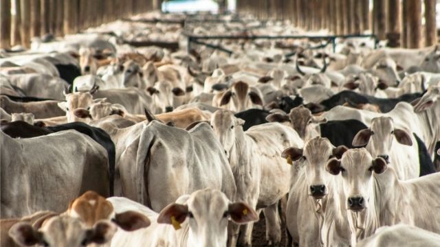 Aglomeração de bovinos em confinamento aumenta as infecções por doenças respiratórias.