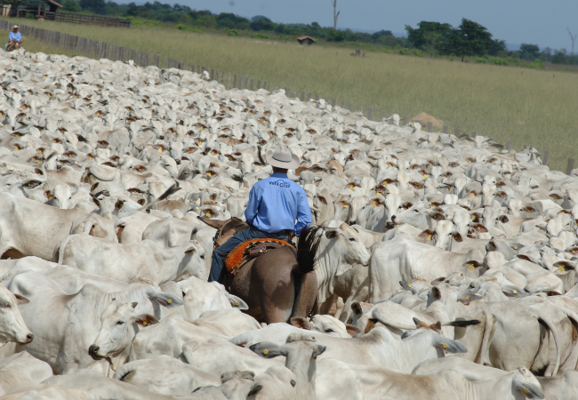 Dia Nacional da Pecuária: mais de 2,5 milhões de fazendas tocam a atividade no País