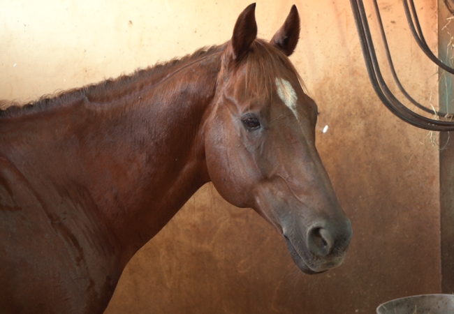 Não deixe o cavalo morrer pela boca. Saiba os cuidados com a alimentação do animal