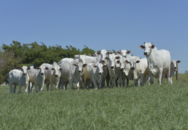 Vaca fértil: tecnologia garante mais bezerros, agora, por categoria de fêmeas