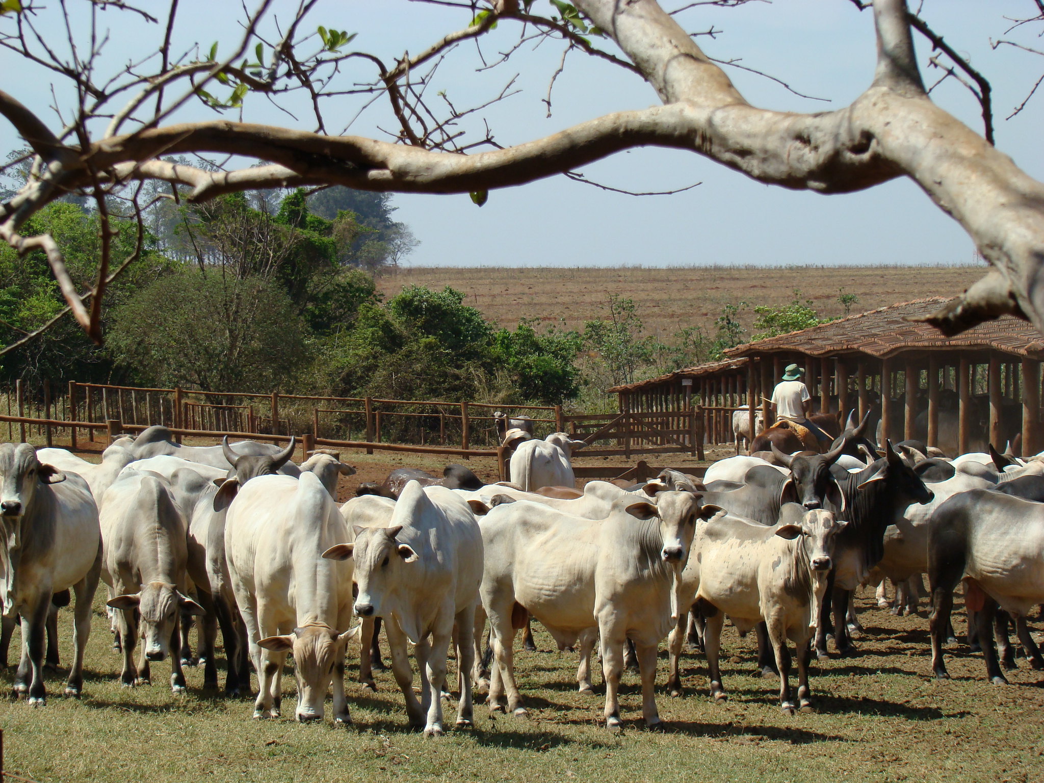 Boi mais sustentável do mundo virá de fazenda modelo do IZ