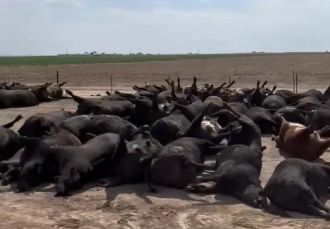 Animais que sofreram por causa do calor extremo Animais que sofreram por causa do calor extremo