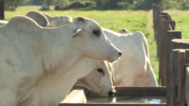 Água do poço ou de córrego: qual a melhor para o gado?