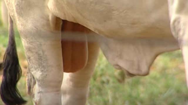 Bago de boi: você já comeu? Saiba como preparar
