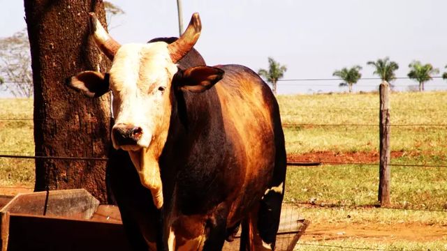 Boi Bandido: uma genética de ouro conhecida mundialmente