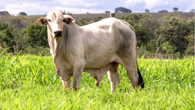 Pasto e boi viram protagonistas na recuperação de terra fraca