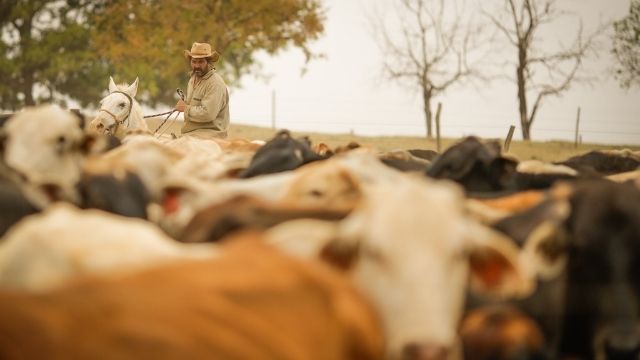 Você viu? Molécula inédita contra carrapato bovino dá 5x mais lucro ao pecuarista