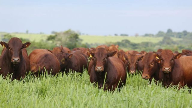 Bonsmara com Jersey: cruzamento garante boa produção para corte e leite?