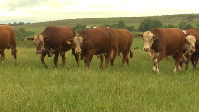 Cruzamento de touro Braford com vacas Girolando e mestiças terá bom resultado?