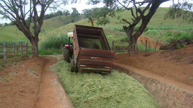Capiaçu: leite fermentado como inoculante para silagem? Isso é possível?