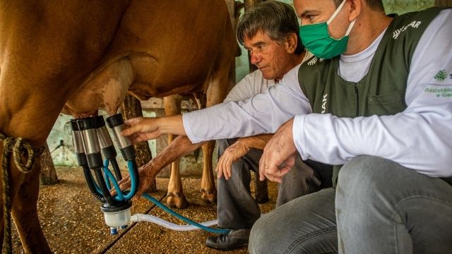 Vaca estimulada com ocitocina é boa para produção de leite?