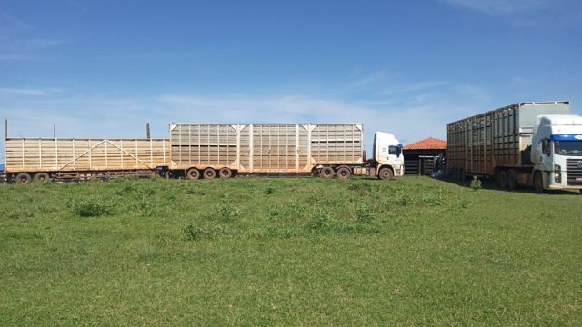 Plano antecipado contribui para transporte de boiada em MT