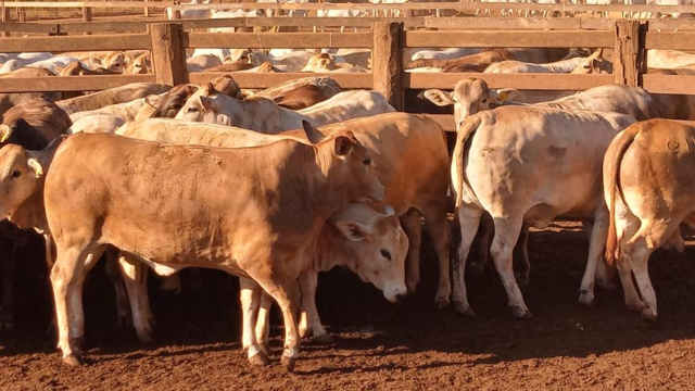 Novilhas Rubia Gallega zero dentes chegam a quase 18@ em MT
