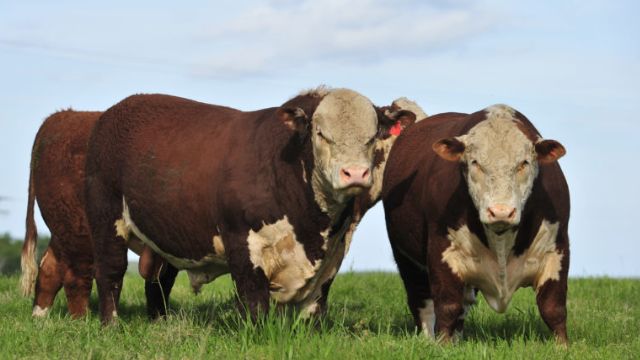 Hereford e Braford: raças avançam pelo Brasil 